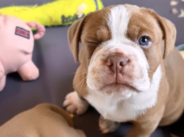 /Images/uploads/Long Island Bulldog Rescue/LIBR-2025-Calendar/entries/32216thumb.jpg